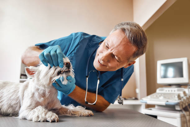 Best Emergency Dental Care for Broken or Chipped Teeth in Douglas, MI